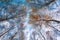 Autumn birch treetops in fall forest. Sky and clouds through the autumn tree branches from below. Foliage background. Copy space