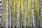 Autumn birches background