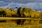 Autumn Birches and DibÃ© Nitsaa, Mount Hesperus, San Juans, Colorado