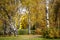 Autumn birches in the Park in Golden autumn