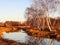 Autumn Birches Relected on the Levee