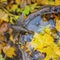 Autumn Birdbath