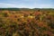 Autumn at Black Balsam, Pisgah National Forest