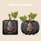 Autumn Black Square stylized Pumpkin Vegetable