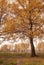 Autumn black white birch tree forrest landscape.