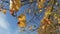 Autumn Bliss: Vibrant Birch Leaves Dancing in the Breeze