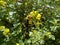 Autumn. Blooming mustard. Bee on yellow flower.