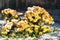 Autumn blooming yellow chrysanthemum flowers covered with first snow in sunny day