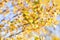Autumn blurred background of Golden leaves swaying in the wind. The photo was taken on a soft lens. Background