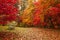 Autumn in Bodnant Garden