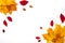 Autumn border made of  fall leaves on white background. Flat lay, top view. Copy space for seasonal promotions