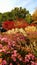 Autumn botanical color outside view