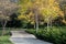 Autumn botanical park with wide path for walking and trees partially covered with yellowed leaves