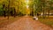 Autumn Boulevard in Tsarskoye Selo. The road along the autumn trees