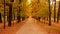 Autumn Boulevard in Tsarskoye Selo. The road along the autumn trees