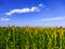 Autumn Bounty Millet Fields in Golden Light