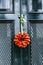 Autumn bouquet of dried orange flowers on a green entrance door to the house.