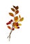 Autumn bouquet from twigs with ginger leaves and red berries isolated