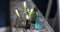 Autumn bouquet of white Gentiana lutea in a small glass vase on a textured wooden surface