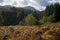 Autumn bracken colours Scottish Highlands