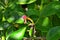 Autumn. Branch of magnolia tree  Magnolia grandiflora  with leaves and one fruit