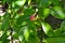 Autumn. Branch of magnolia tree  Magnolia grandiflora  with leaves and one fruit