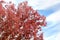 Autumn branch with red leaves