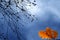 Autumn branches against sky