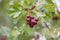 Autumn branches of hawthorn with red fruits. Branches of hawthorn with fallen leaves. Harvest of hawthorn. Falling leaves natural