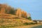 Autumn bright colorful landscape in the park. Forest along the road, birch trees in yellow golden sunshine on a warm October day