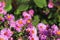 Autumn bright fall flowers on blurred nature background