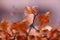 Autumn bronze leaves, blurred background