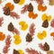 Autumn brown ginko leaves and pine nuts in scatter seamless pat