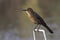 Autumn brown plumage of female boat tailed grackle