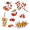 Autumn bunch wild berries set september or october seasonal harvest. Vector outline illustration sketch colourful