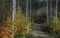 Autumn bushes along a trail in conifer forest in Michigan upper peninsula