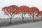 Autumn bushes with beautiful red red leaves in a foggy black-and-white country