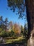 Autumn Canopy of Brilliant Yellow Aspen Tree Leafs in Fall in the Almaty