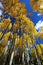 Autumn Canopy of Brilliant Yellow Aspen Tree Leafs in Fall in the Rocky Mountains of Colorado