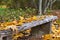 Autumn carpet from dry brown leaves. Fall background. Autumn leaves backdrop. Beautiful autumn season in park