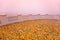 Autumn carpet from dry orange leaves