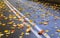 Autumn. A carpet of yellow and red leaves on the road. Yellow maple leaves lie after rain on wet pavement