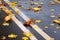 Autumn. A carpet of yellow and red leaves on the road. Yellow maple leaves lie after rain on wet pavement