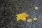 Autumn. A carpet of yellow and red leaves on the road. Yellow maple leaves lie after rain on wet pavement