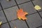 Autumn. A carpet of yellow and red leaves on the road. Yellow maple leaves lie after rain on wet pavement