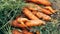 Autumn carrot harvest in your own garden