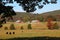 Autumn on a Cattle ranch in Pilot Knob, Missouri