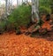 Autumn centenary beech tree in fall golden leaves