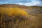 Autumn Chalk Creek Mountainside