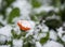 Autumn changing to winter. Bright orange calendula flower strewn with the first snow